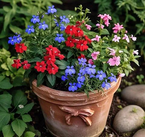 Lobelia Flower Easy Grow Plant - for planting in home garden